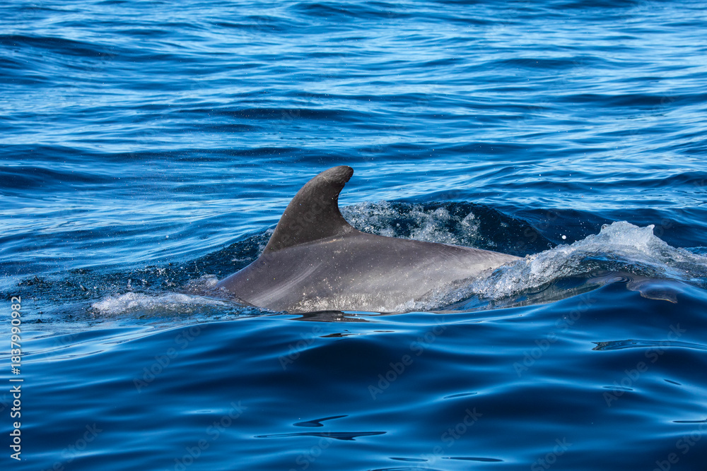 Fototapeta premium Bottlenose Dolphin in the Atlantic Ocean