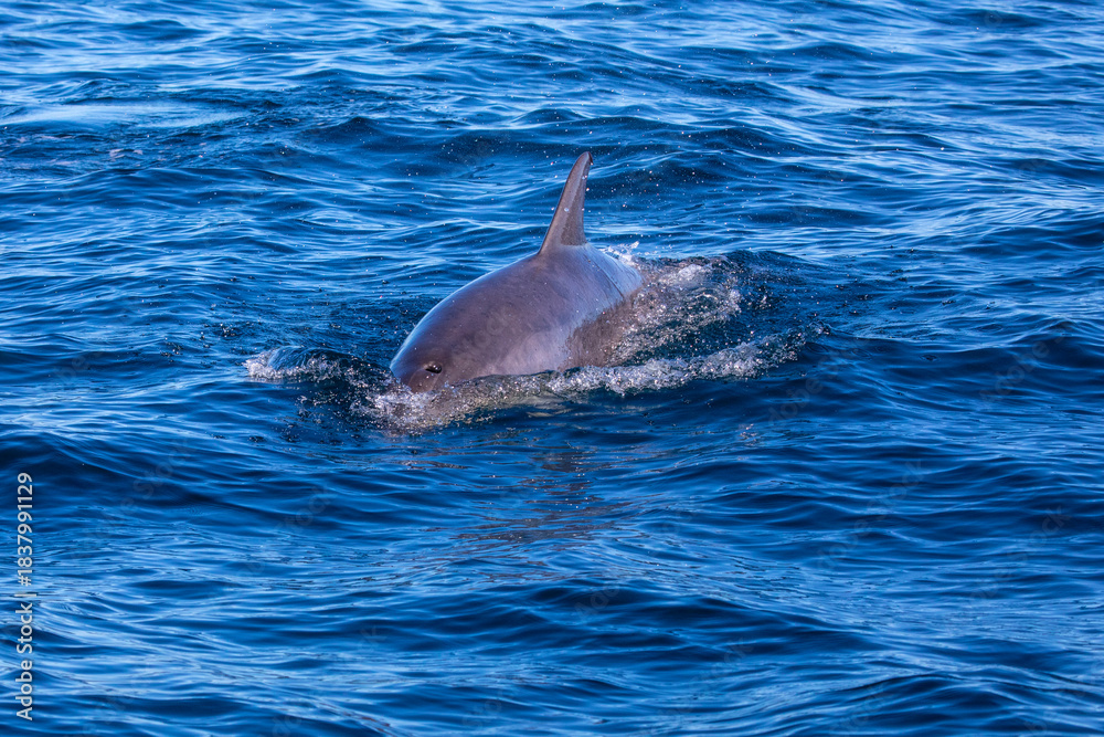 Obraz premium Bottlenose Dolphin in the Atlantic Ocean