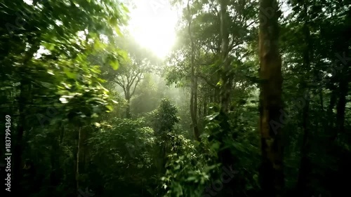 Mysterious, misty tropical rainforest canopy bathed in ethereal sun rays, vibrant green foliage and dense vegetation, a breathtaking natural spectacle