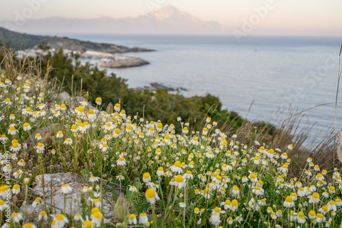 Obraz na płótnie Daisies by the sea with Mount Athos in background
