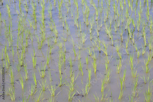 green rice field as nature background