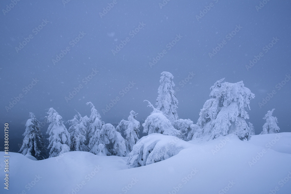 Fototapeta premium Snow covered trees in winter mountains under overcast sky. Minimal snowy landscape with calm frozen nature