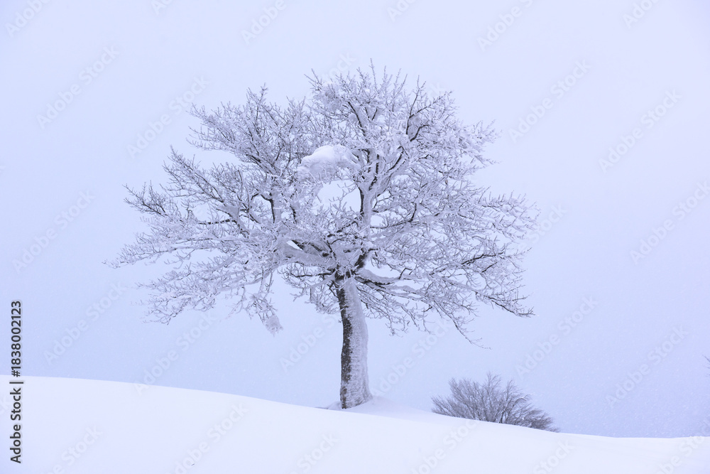 Fototapeta premium Lonely frozen tree on a snowy hill in winter mountains. Minimal snowy landscape in soft twilight