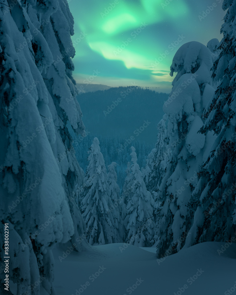 Naklejka premium Aurora Borealis above snowy winter forest with tall frozen trees. Northern lights in cold mountain landscape at night sky