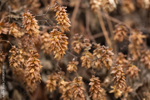 Photos Dry hop cones, sowing seeds, autumn