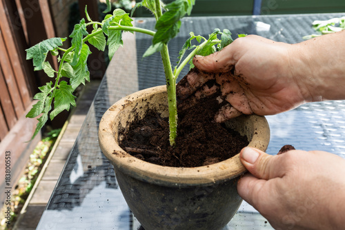 Hand planting tomato side-shoot cutting in terracotta pot on a garden table
