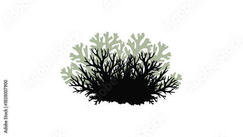 Delicate illustration of a branching seaweed like plant against a white background