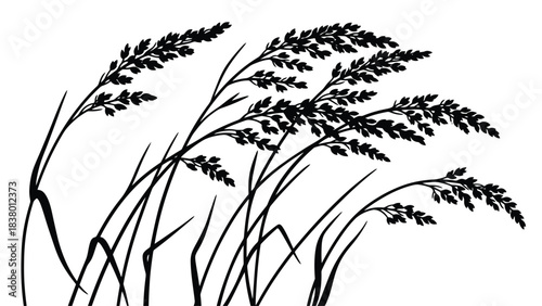 Elegant black and white illustration of waving grass stalks and seed heads