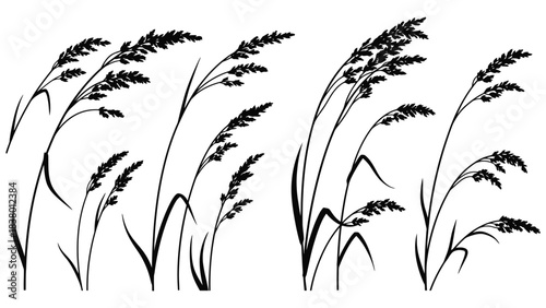 Delicate black and white illustration of swaying wild grasses and seed heads