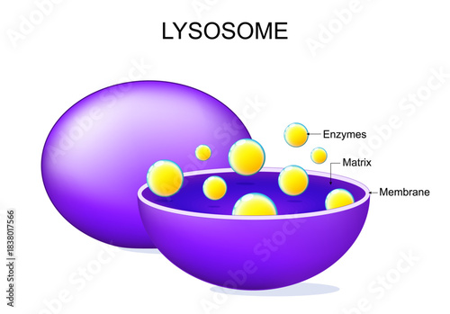 Lysosome anatomy. Components and structure of animal cell organelle