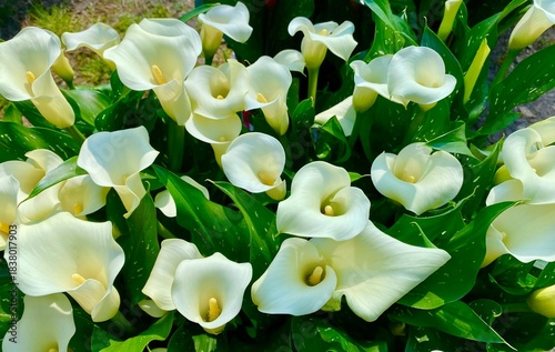bouquet of white Calla lilies