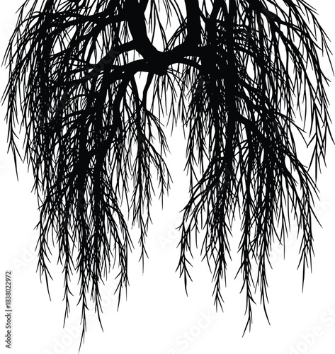 Black silhouette of weeping willow tree branches and leaves against white vector