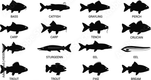 Fish silhouette collection, freshwater species, vector illustration, black shapes, educational chart, fishing icons, aquatic animals, labeled fish grid, stock art