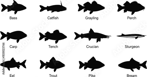 Fish silhouette collection, freshwater species, vector illustration, educational chart, black icons, fishing reference, aquatic animals, carp, trout, eel, perch
