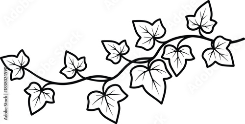 Black and white outline of ivy vine with leaves on white background plant foliage