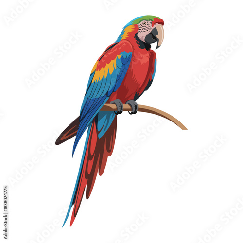 blue and yellow macaw