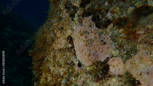 Coraline crust algae or paint weed (Lithophyllum incrustans) undersea, Ligurian Sea, Italy, Imperia