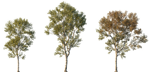 Set of autumn Morus alba (known as white mulberry, common mulberry and silkworm mulberry) frontal street trees isolated png in sunny daylight on a transparent background perfectly cutout
