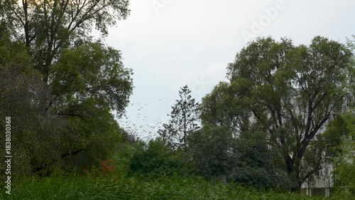 Wallpaper Mural a flock of pigeons flying away in a park Torontodigital.ca