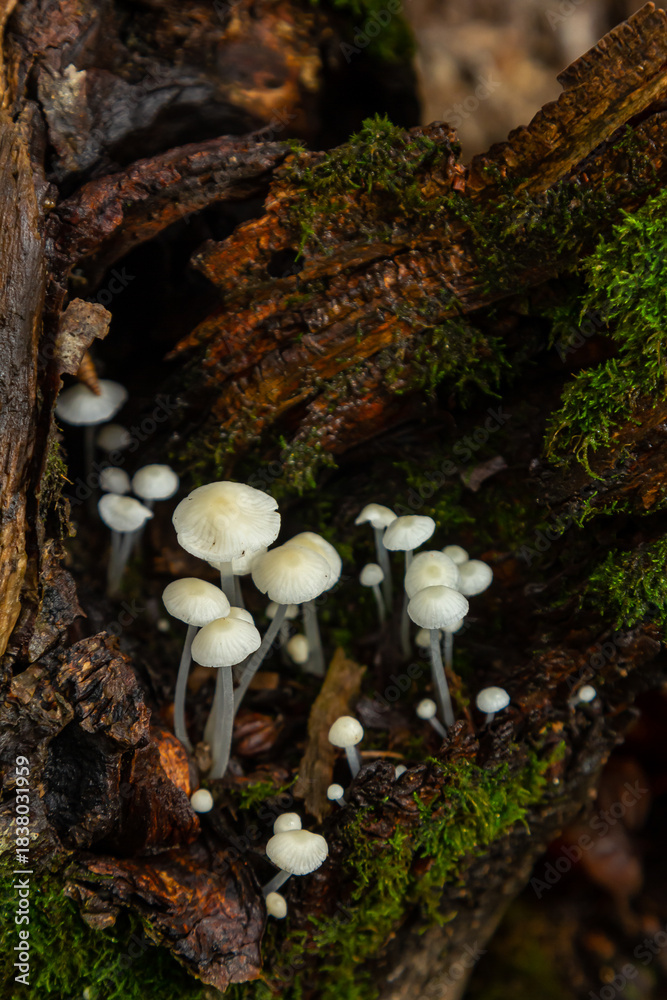 Fototapeta premium Close-up view of Parmelia sulcata and Hemimycena delectabilis growing on a decaying log in a temperate forest during early autumn