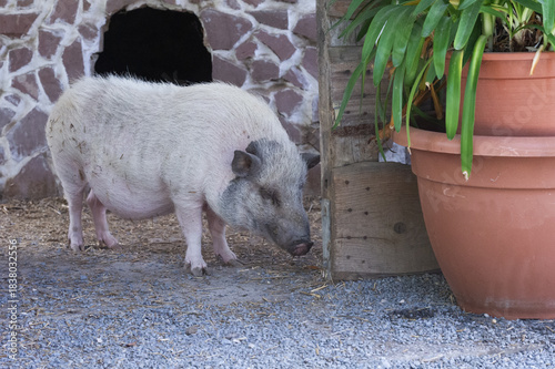 Hausschwein auf der Terrasse