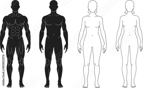 Human anatomy illustration, male and female body comparison, muscular structure, fitness reference, educational medical chart, gender silhouette vector set