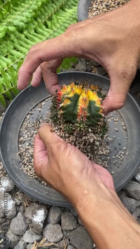 Someone is repotting a cactus from an old pot to a new one because it has become too small, and replacing the planting media with fresh soil to keep the plant healthier. Concept for gardening.
