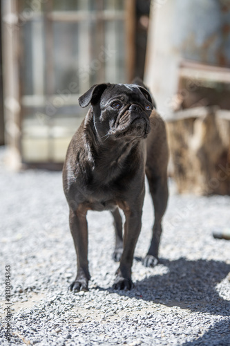 Schwarzer Mops auf der Terrasse