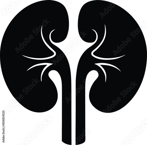 Urinary system organ, kidney silhouette graphic element