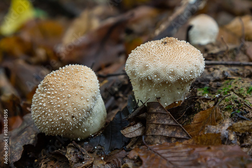 Foto A detailed view of a Lycoperdon perlatum mushroom, also known as the common puffball, sitting on the forest floor