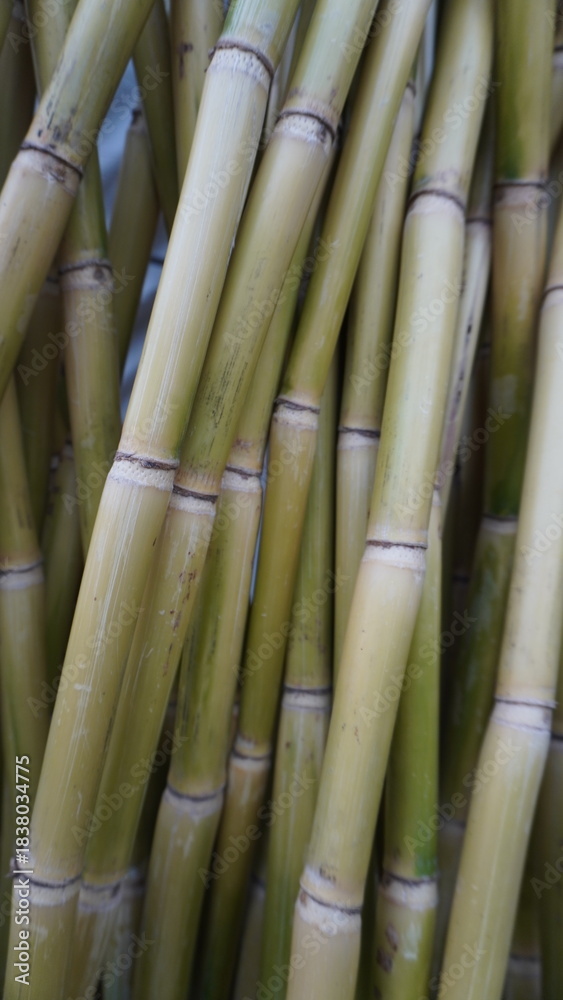 Fototapeta premium Close-up macro of fresh light green sugar cane stalks with horizontal rings, creating a layered pattern, sweetness concept.