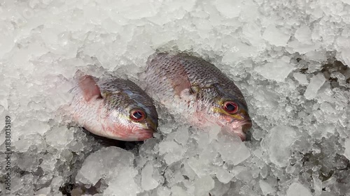 4k video footage of Fresh Commercial fusiliers fish or lutjaninae sold arranged on ice display. Fish caught by fishermen. Concept for whole healthy food, nutrition, omega-3, animal protein, seafood.