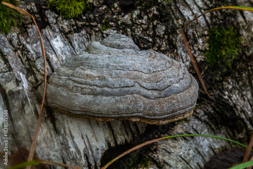 Fomitopsis pinicola, is a stem decay fungus common on softwood and hardwood trees. Its conk fruit body is known as the red-belted conk. The species is common throughout temperate Europe and Asia