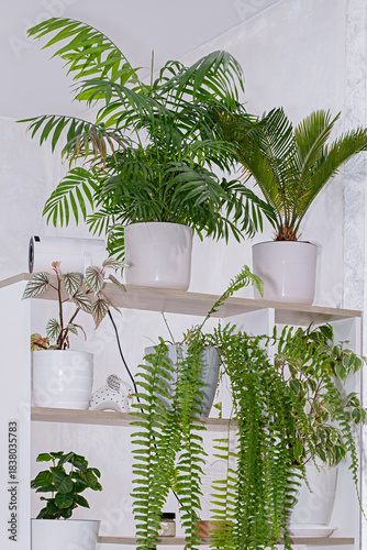 indoor houseplants on white shelf in modern home interior