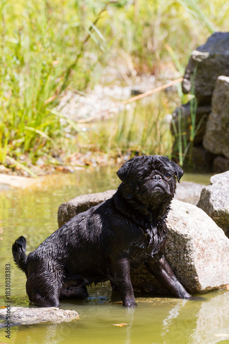 Mops im Wasser am Badesee