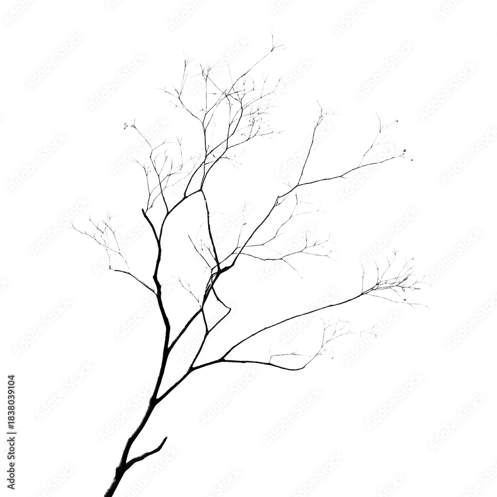 Fototapeta premium Serenity of Dry Branch Silhouetting Against Transparent Backdrop