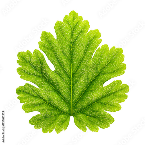 Vibrant Green Leaf with Intricate Lobes Isolated on White Background