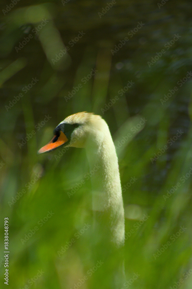 Obraz premium swan in the water trough grass