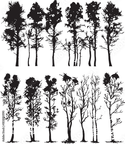 Set of Birch trees in silhouettes