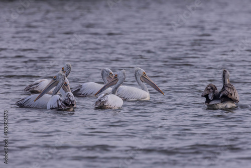 The spot-billed pelican (Pelecanus philippensis) or gray pelican is a member of the pelican family.