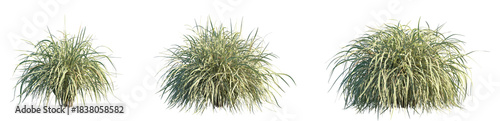 Photos Set of Miscanthus sinensis Variegatus (or Variegated Japanese Silver Grass) isol