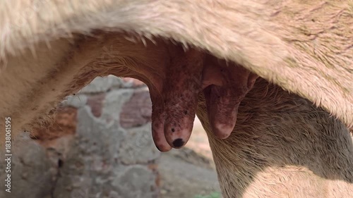 Cow udder close up on a dairy farm, organic livestock mammary glands for milk production, domestic cattle anatomy in rural agriculture
