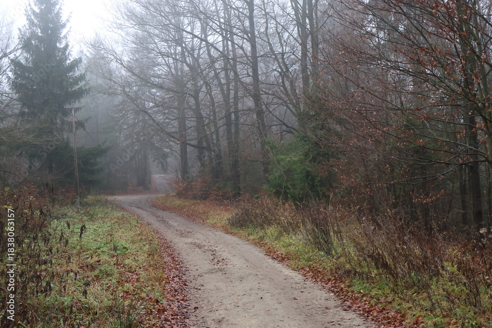 Obraz premium Misty forest path covered in red autumn leaves surrounded by green spruce trees. Foggy woodland landscape in the mountains, concept of hiking and silence suitable for nature backgrounds.