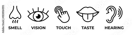 Minimal sensory icons showing smell, vision, touch, taste and hearing. Clean outlines for universal clarity