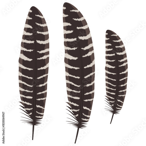 turkey feathers vector illustration drawing.