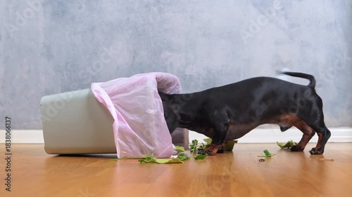 A black and tan dachshund with its head inside an overturned trash can pulls out scattered garbage across a wooden floor against a gray textured wall