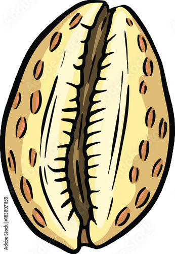 Hand drawn clipart illustration of seashell shell mollusc seaside shellfish