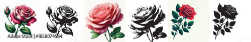 Vector and silhouette set of rose flowers with stems on white background