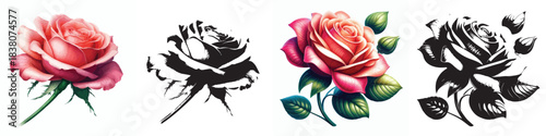 Vector and silhouette set of rose flowers with stems on white background