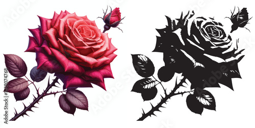 Vector and silhouette set of rose flowers with stems on white background